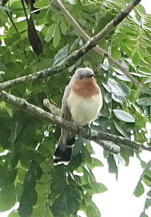 Dwarf Cuckoo - ML647277664