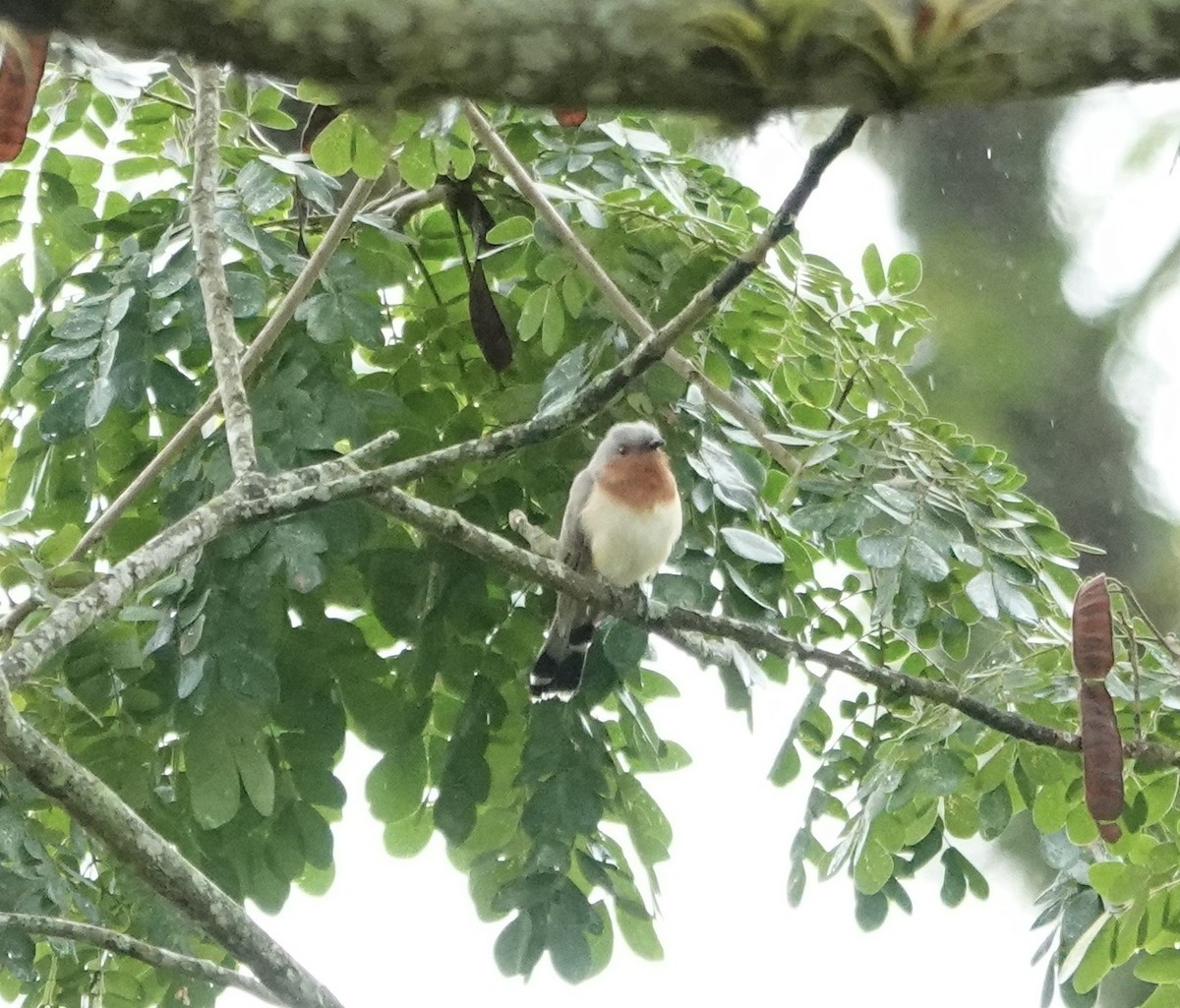 Dwarf Cuckoo - ML647277665