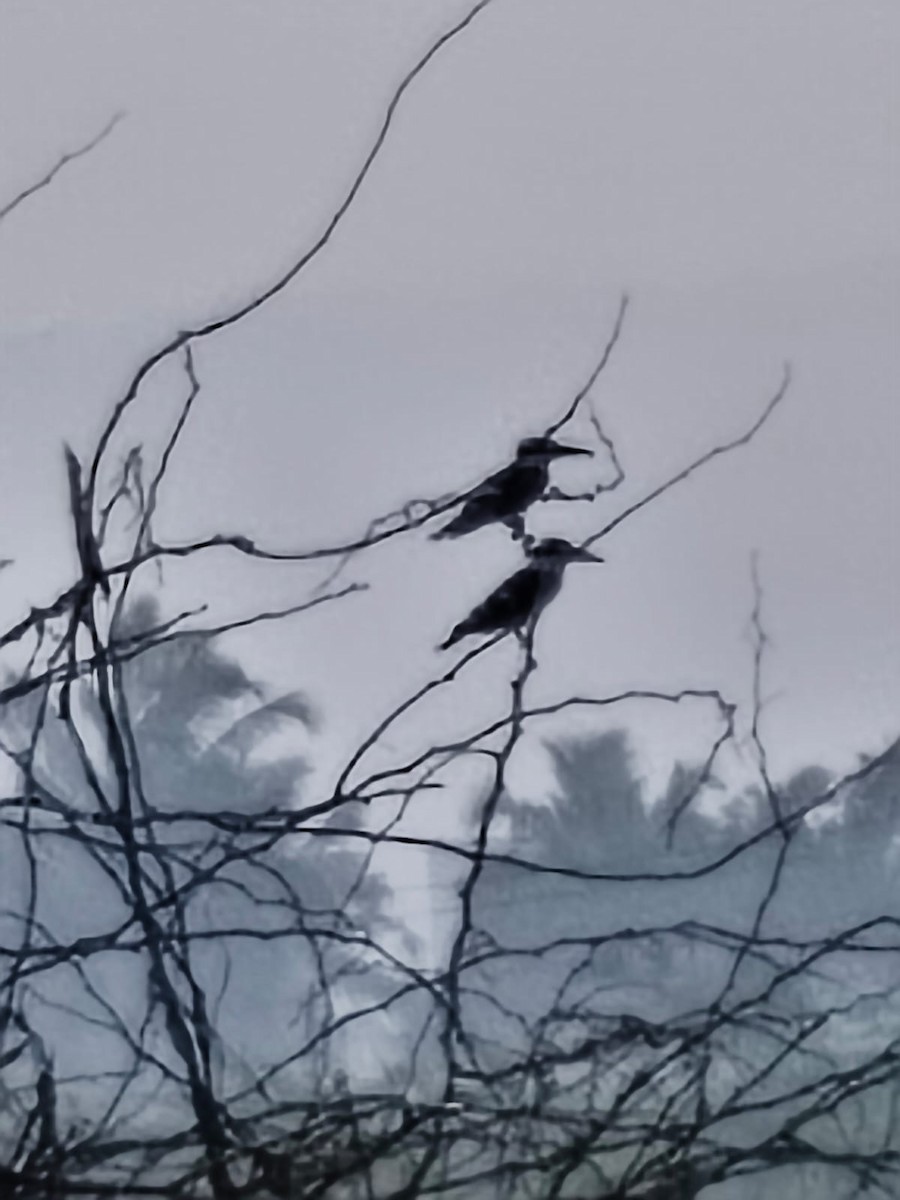 Pied Kingfisher - ML647277673