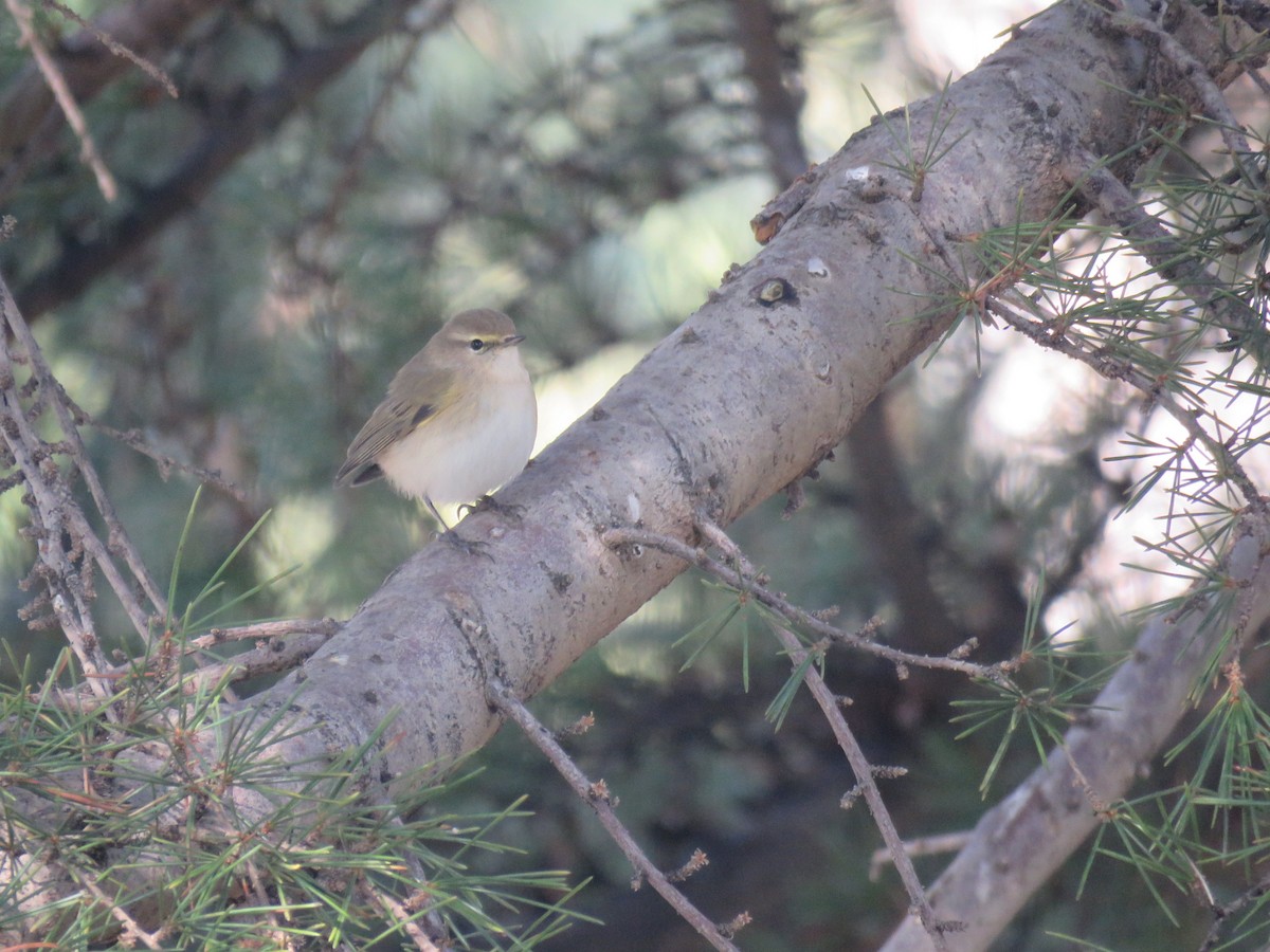 Common Chiffchaff - ML647277674