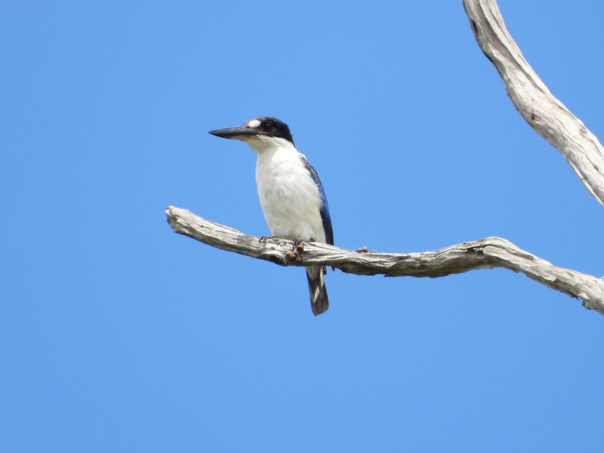 Forest Kingfisher - ML647277679