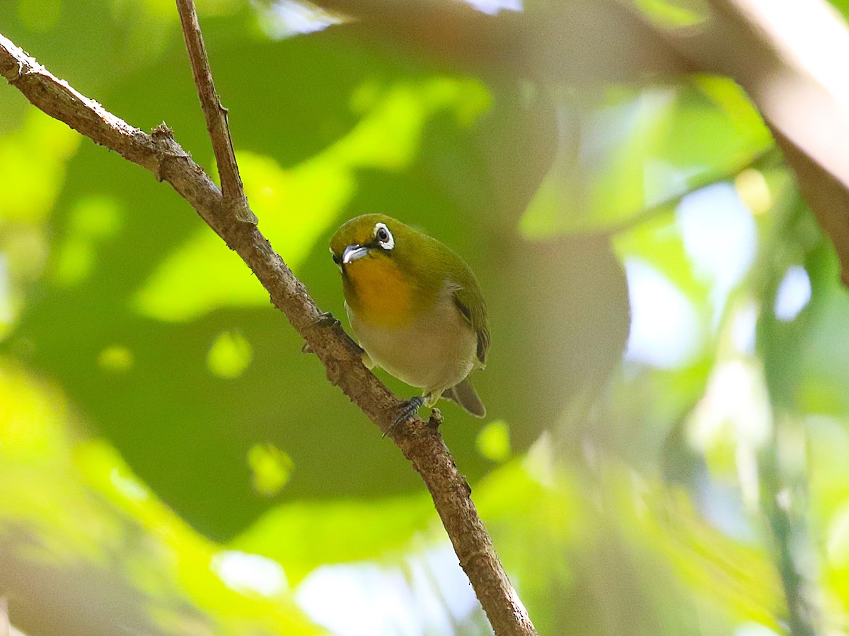 hagebrillefugl - ML647277683