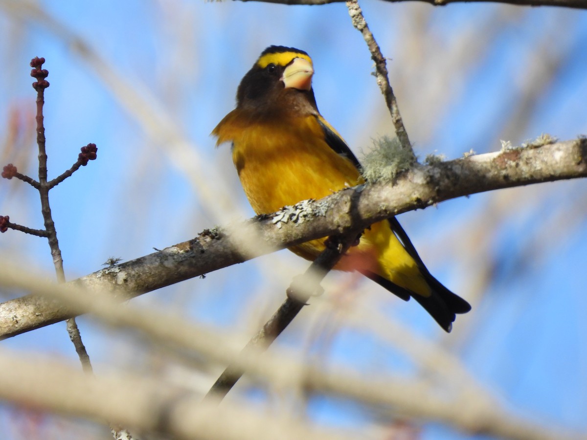 キビタイシメ - ML647277687