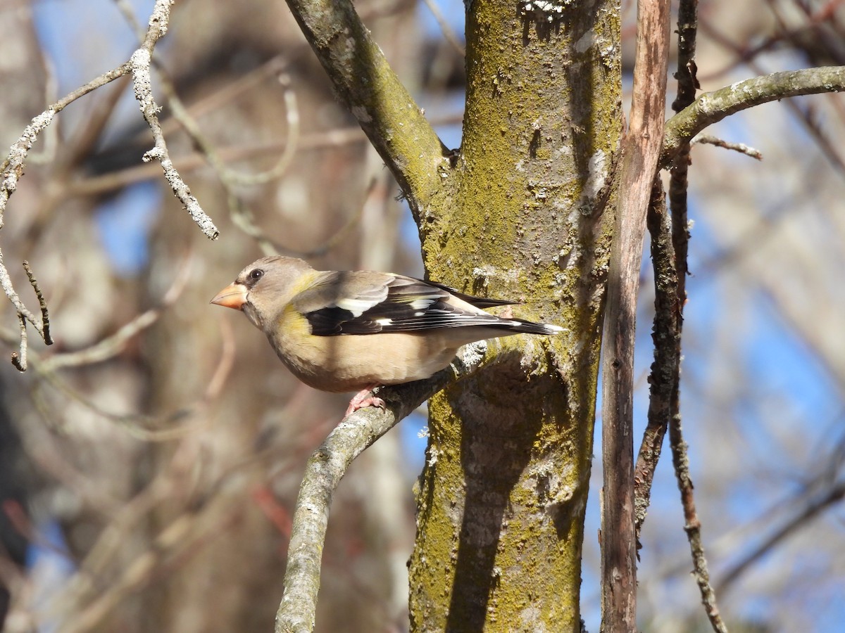 キビタイシメ - ML647277689