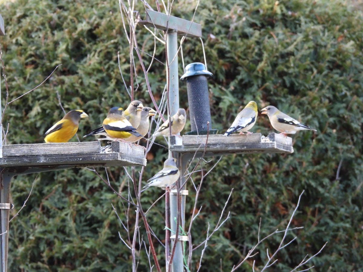 キビタイシメ - ML647277690