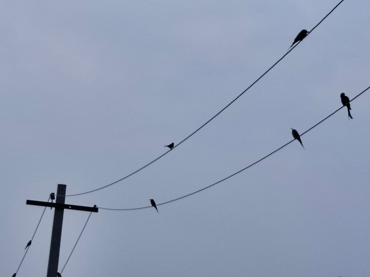 Asian Green Bee-eater - ML647277698