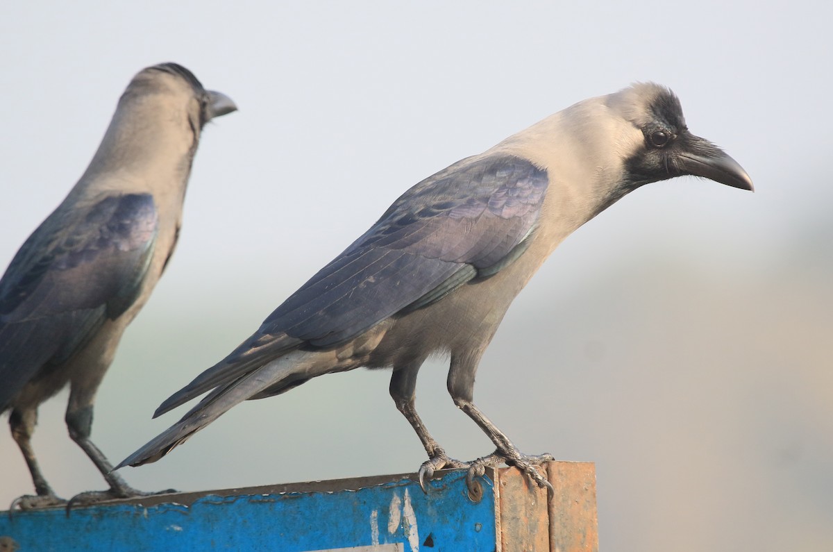 Ворона індійська - ML647277713