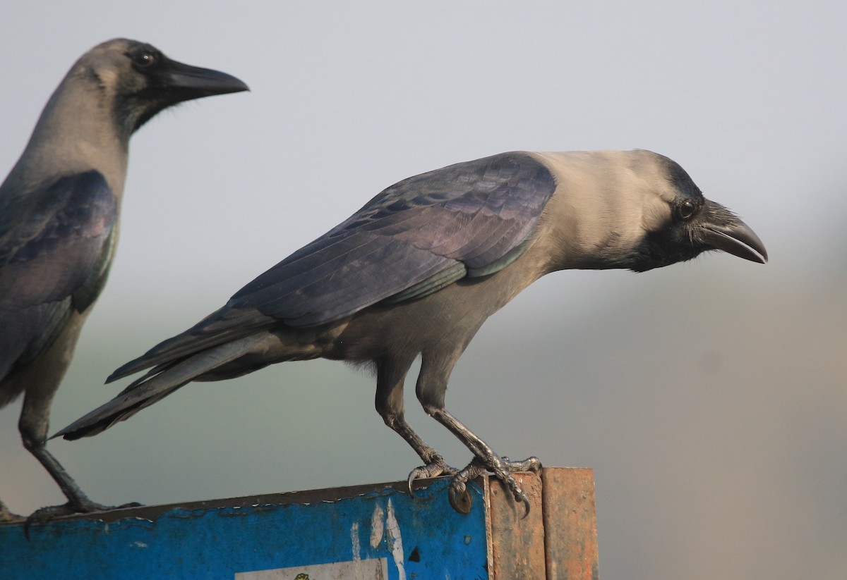 Ворона індійська - ML647277714