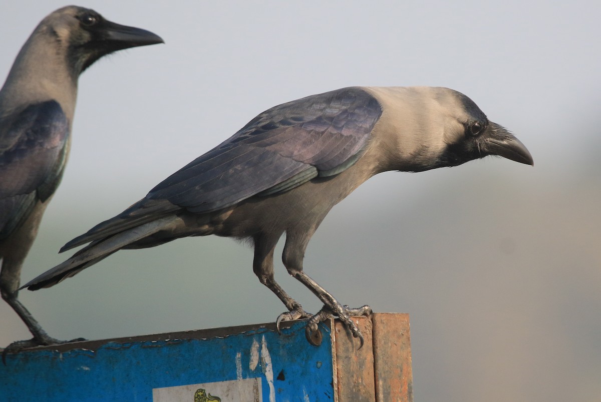 Ворона індійська - ML647277716