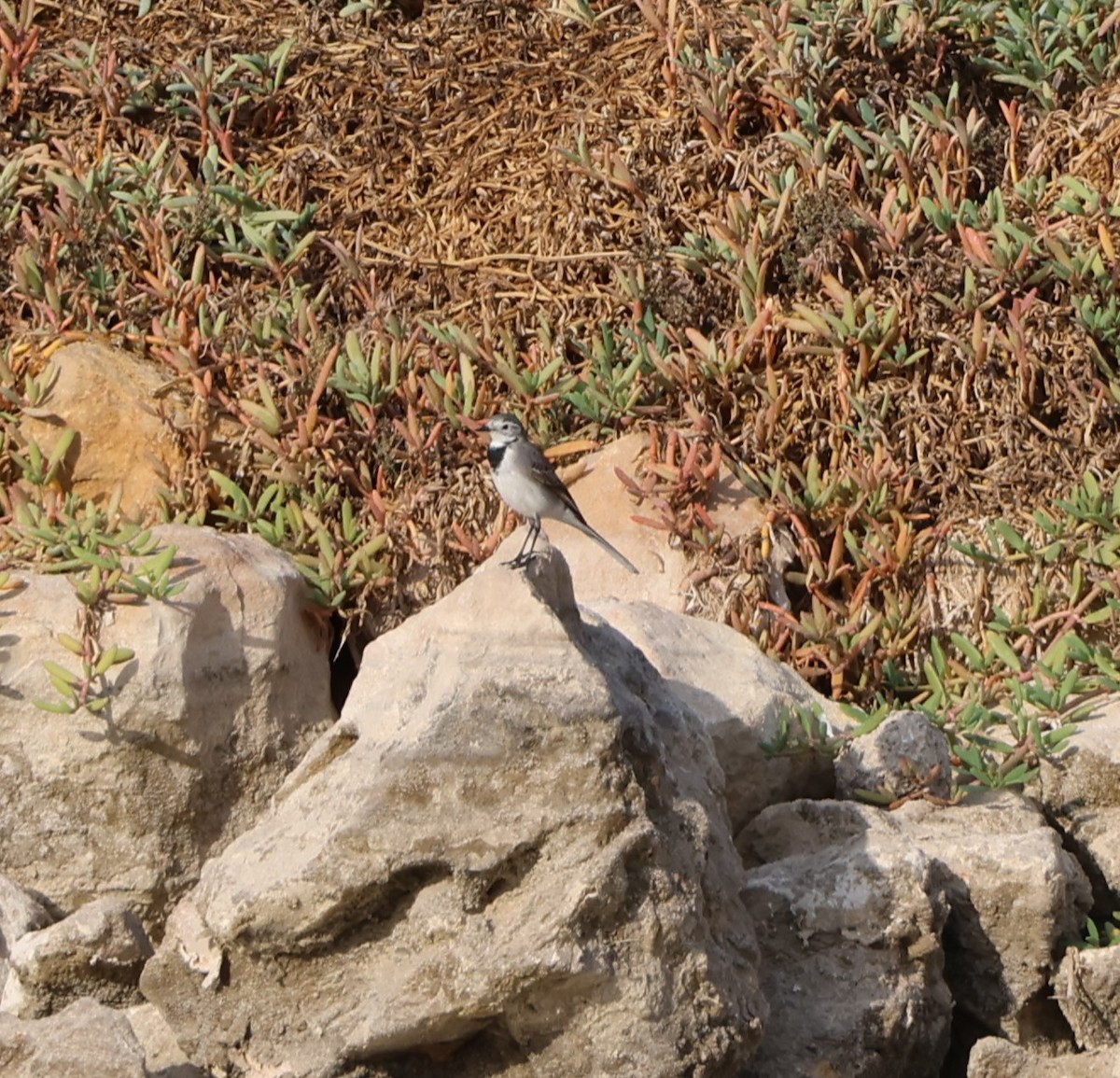 White Wagtail - ML647277743