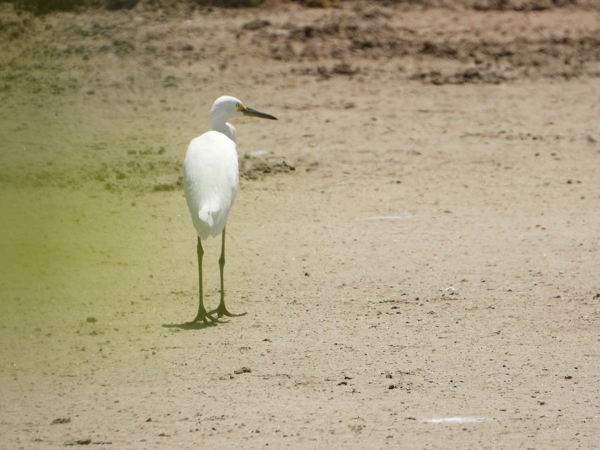 Little Egret - ML647277752