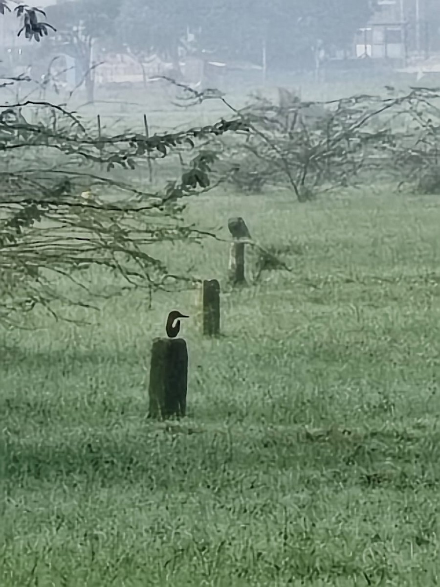 White-throated Kingfisher - ML647277771