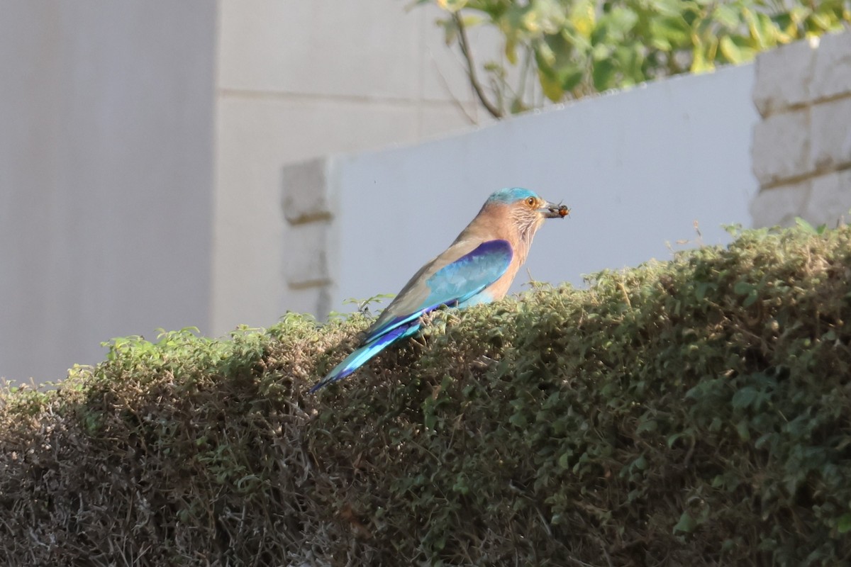 Indian Roller - ML647277782