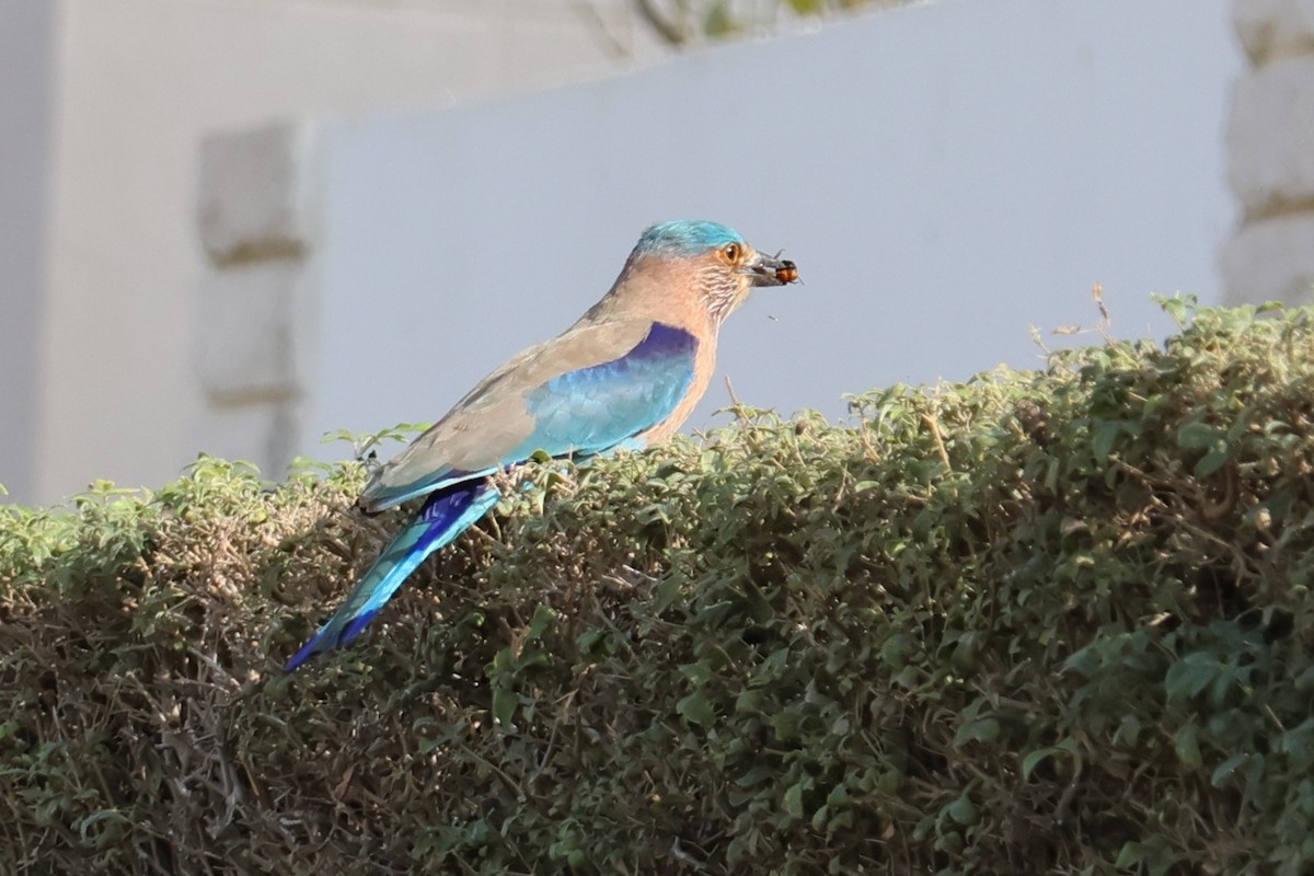 Indian Roller - ML647277785