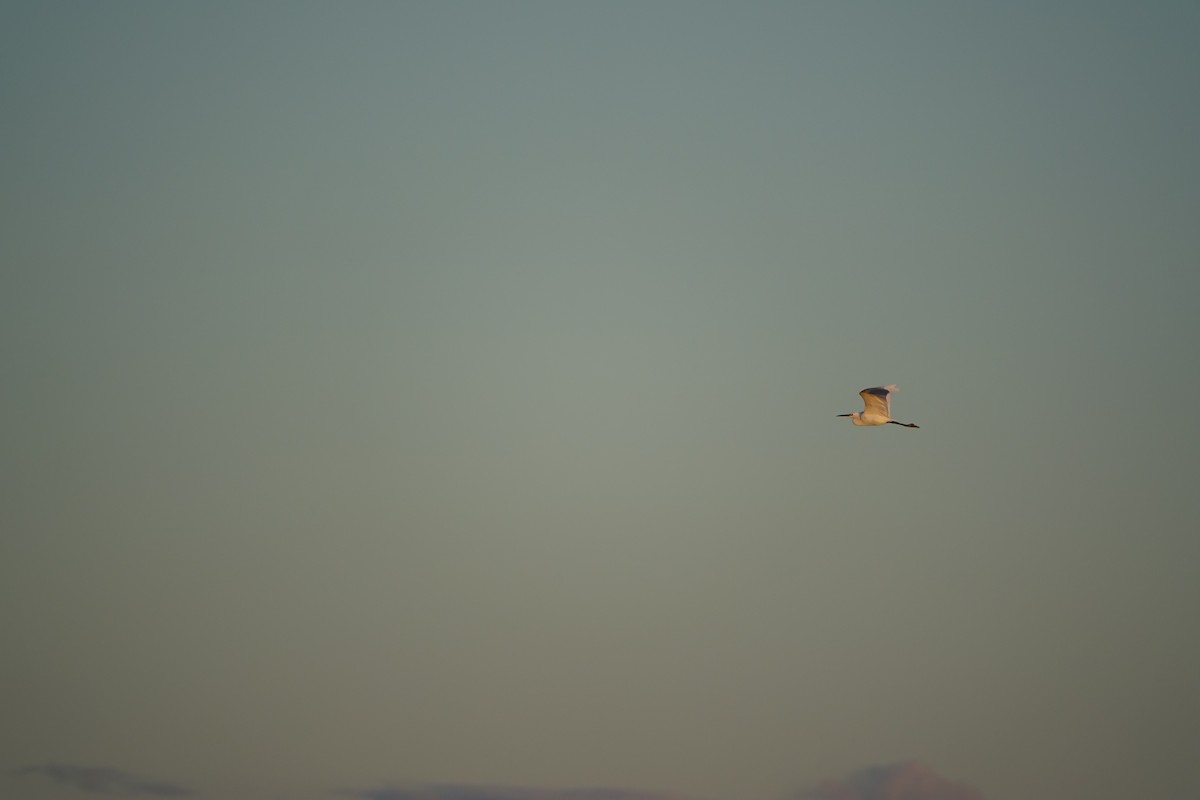 Little Egret - ML647277796