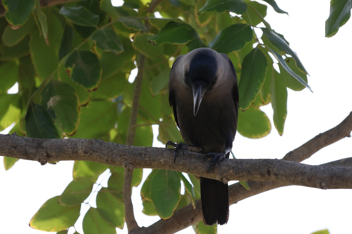 Ворона індійська - ML647277806
