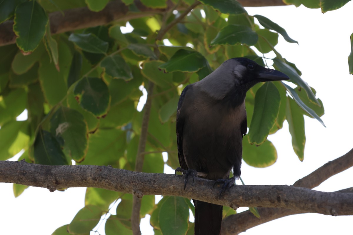 House Crow - ML647277807