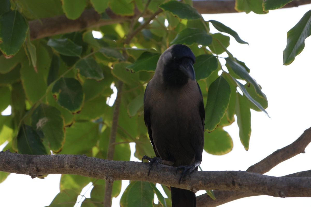 House Crow - ML647277808