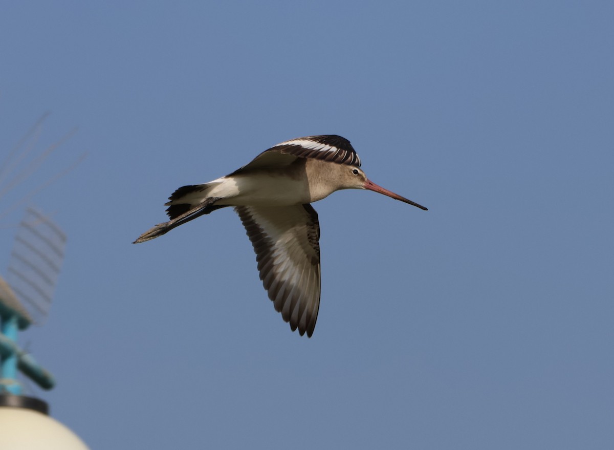 Black-tailed Godwit - ML647277817