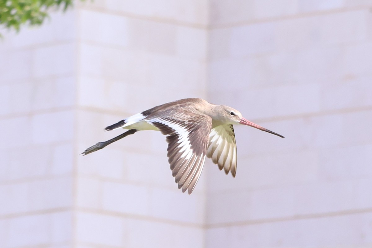 Black-tailed Godwit - ML647277821
