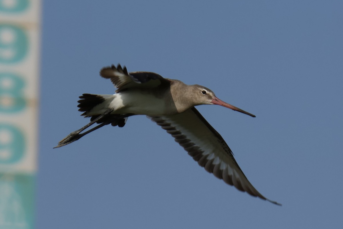 Black-tailed Godwit - ML647277822