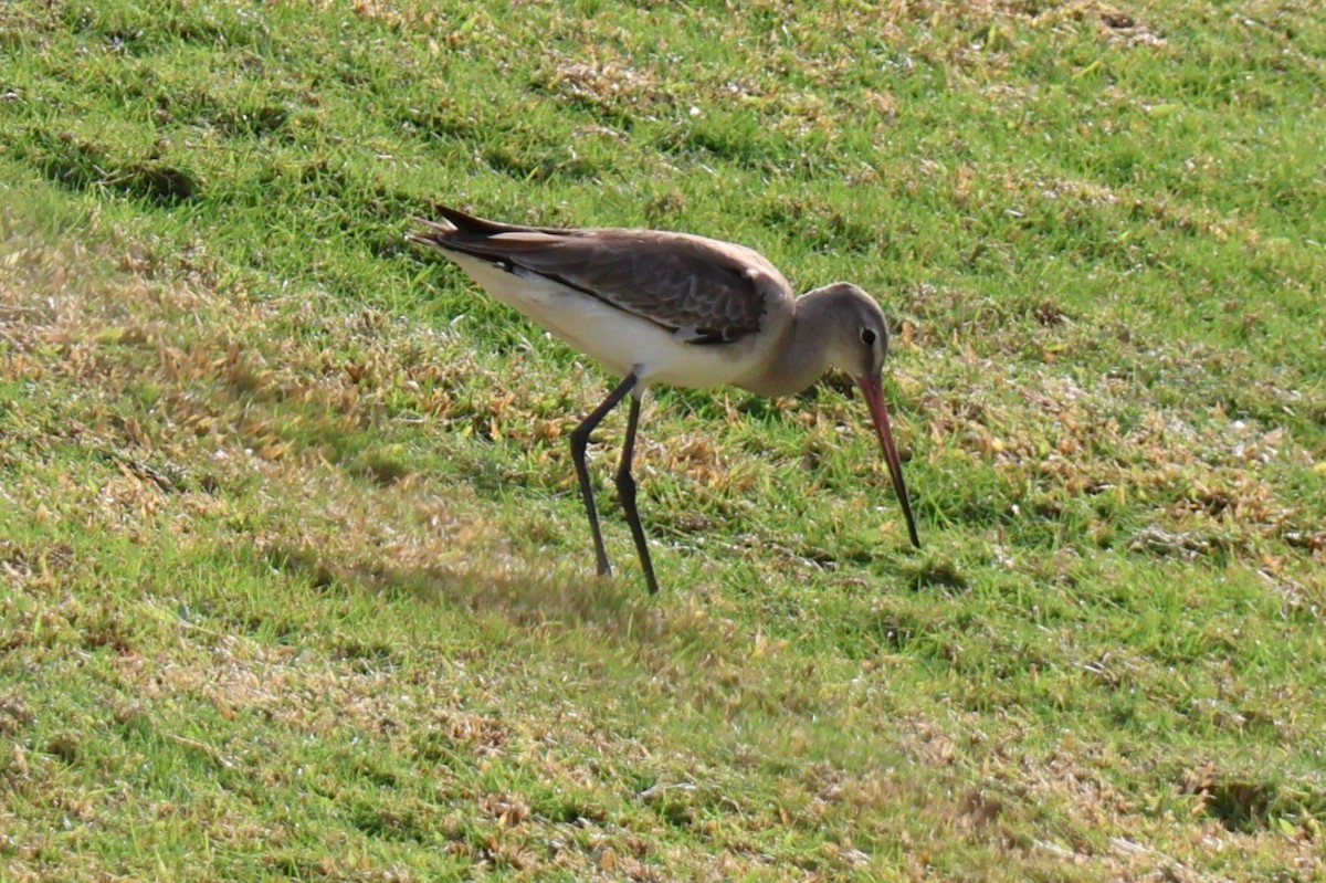 Black-tailed Godwit - ML647277823
