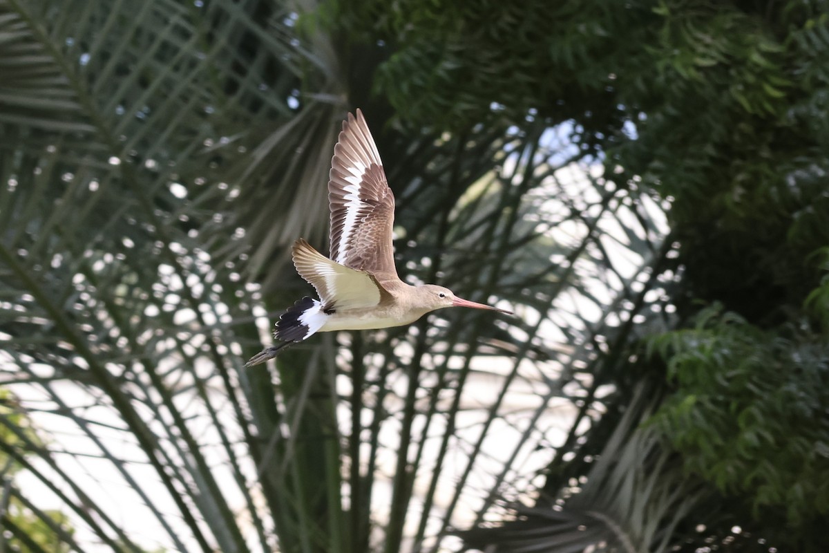 Black-tailed Godwit - ML647277824