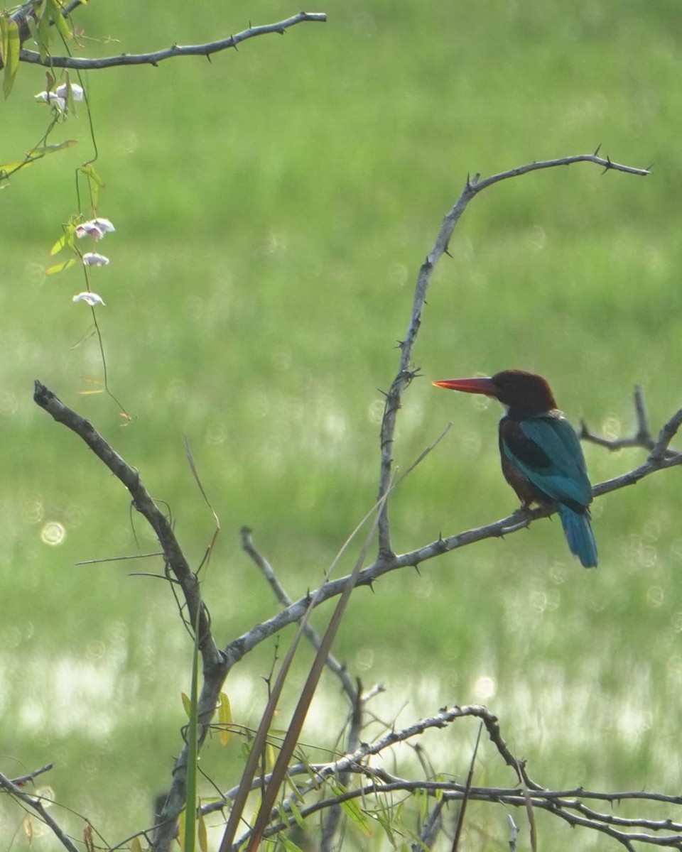White-throated Kingfisher - ML647277833