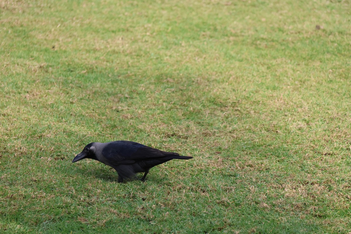 House Crow - ML647277835