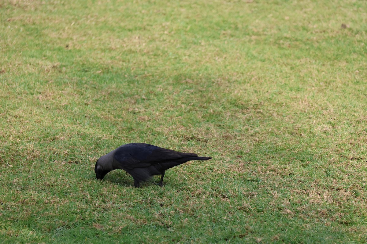 House Crow - ML647277836