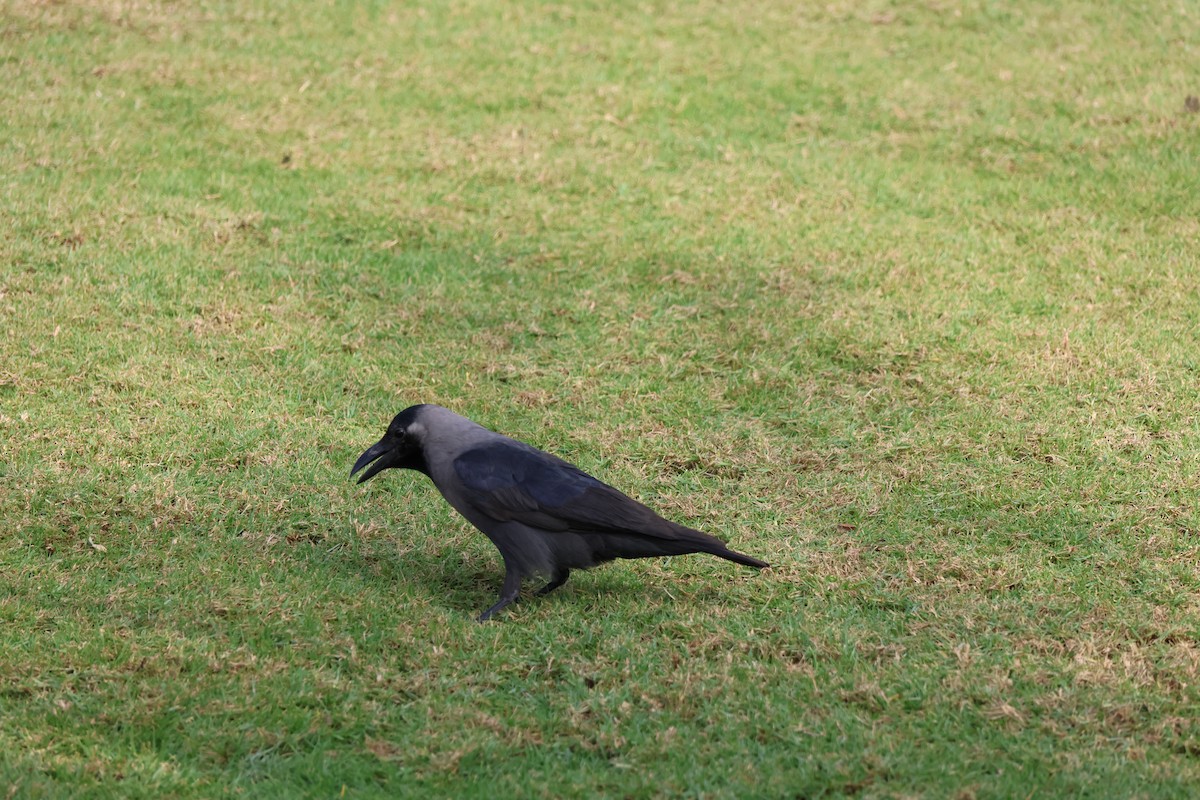 House Crow - ML647277837