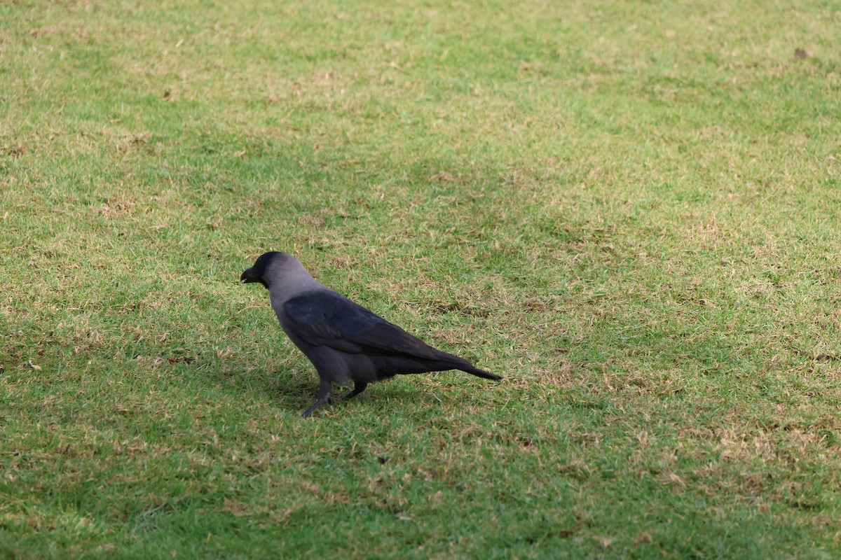 House Crow - ML647277838
