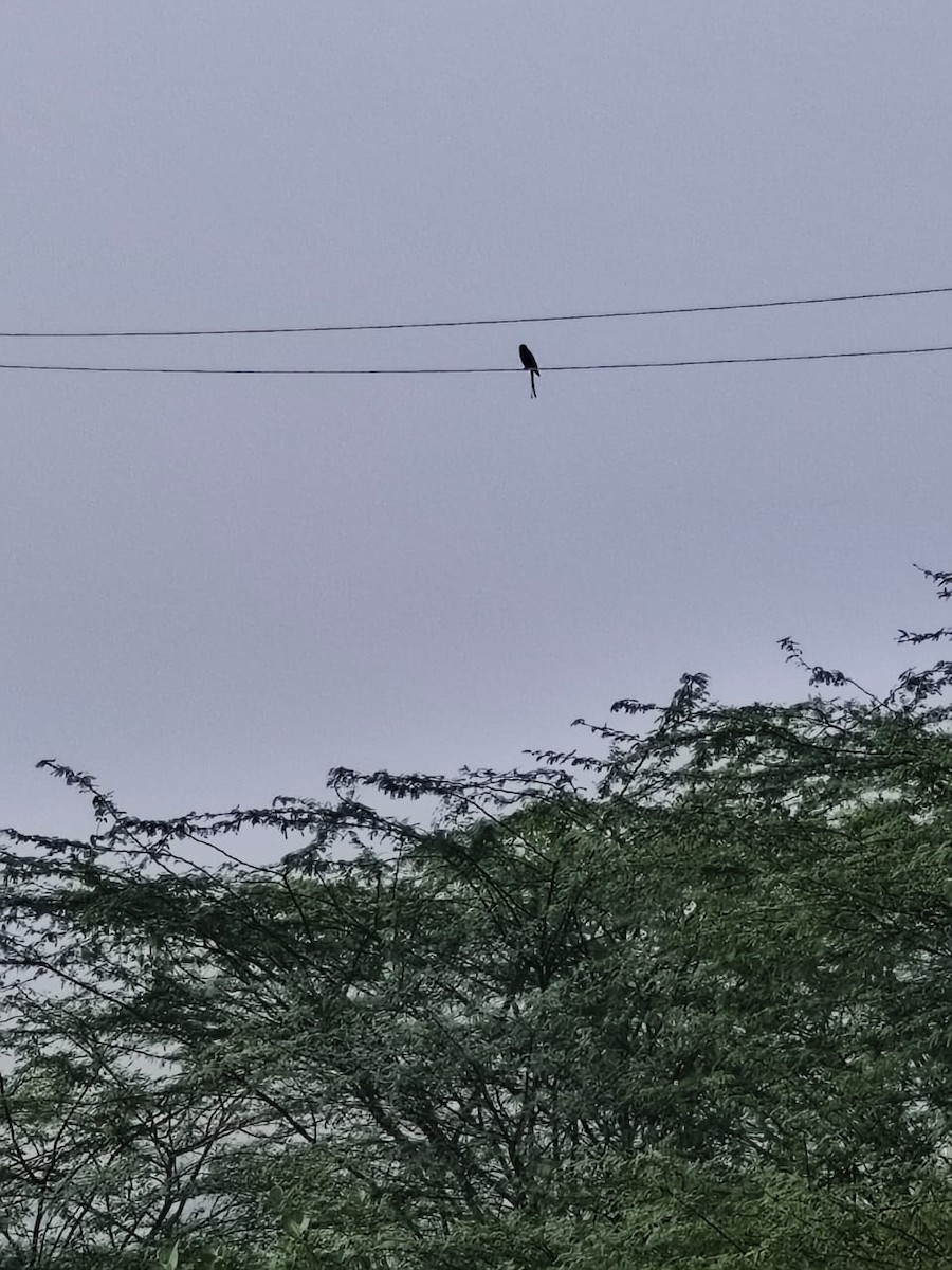 Black Drongo - ML647277843