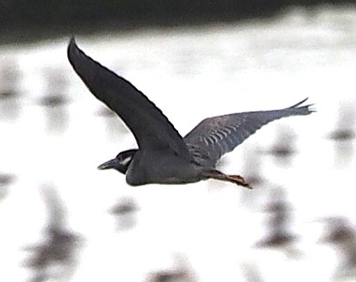 Boat-billed Heron (Southern) - ML647277848