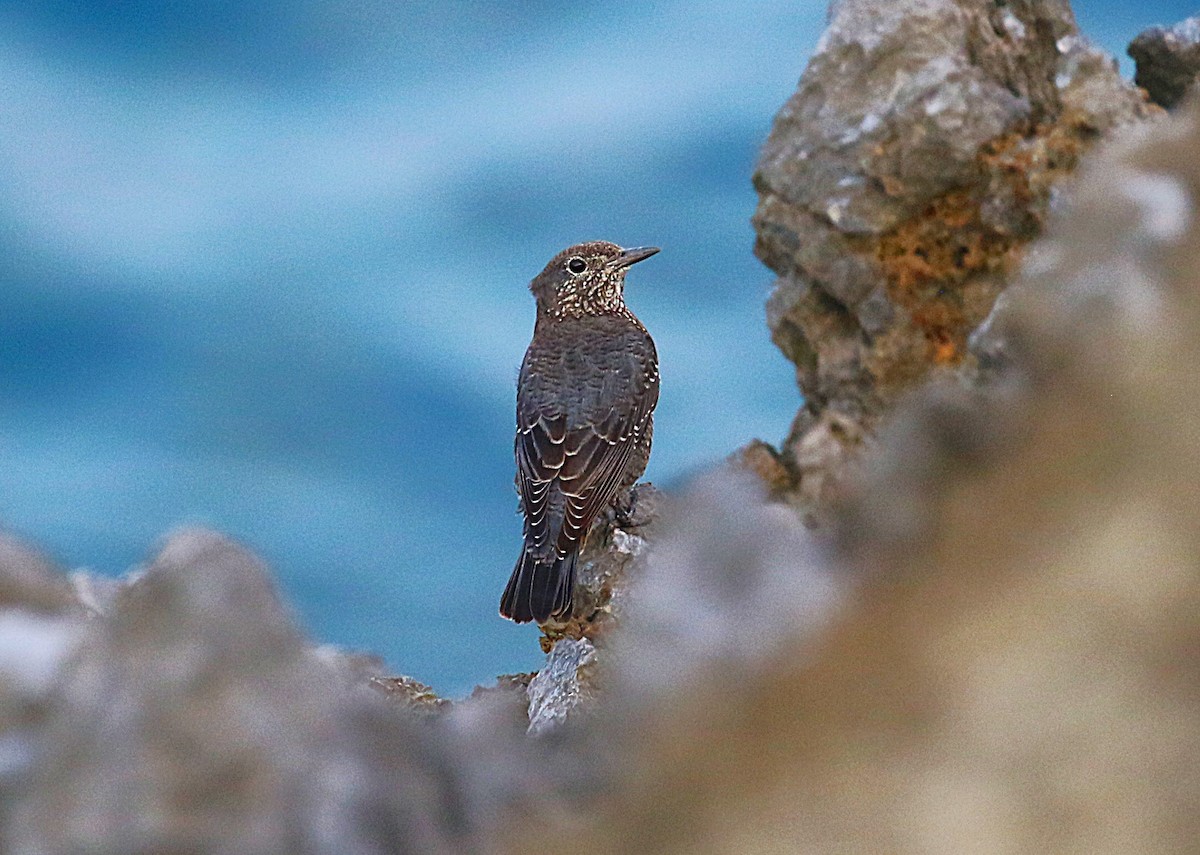 blåtrost (philippensis) - ML647277850