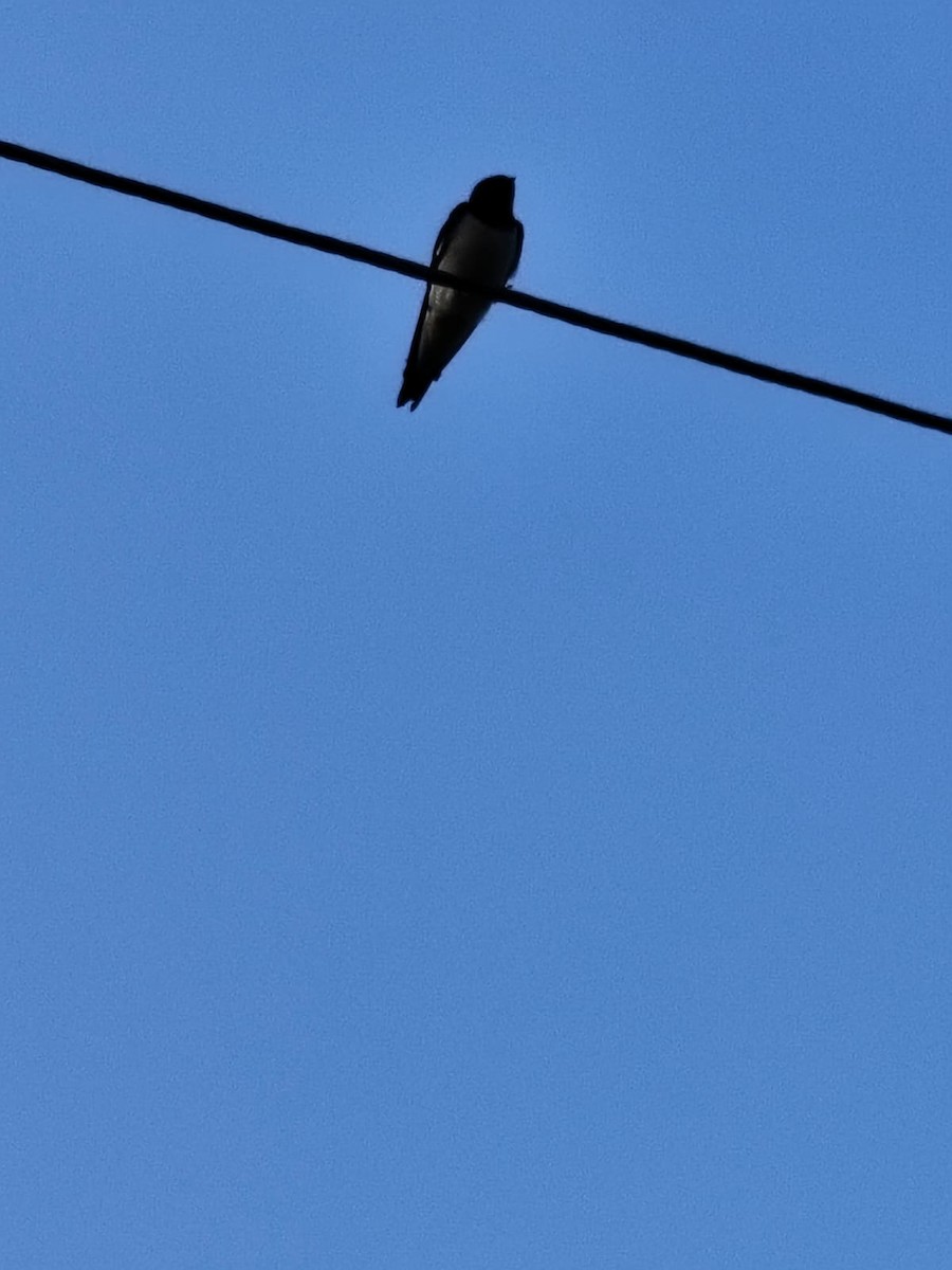 Ластівка сільська - ML647277853