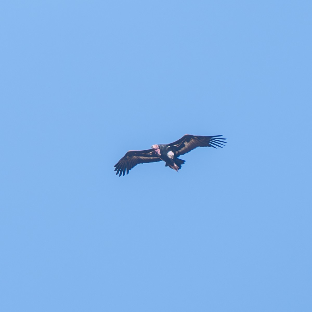 Red-headed Vulture - ML647277855