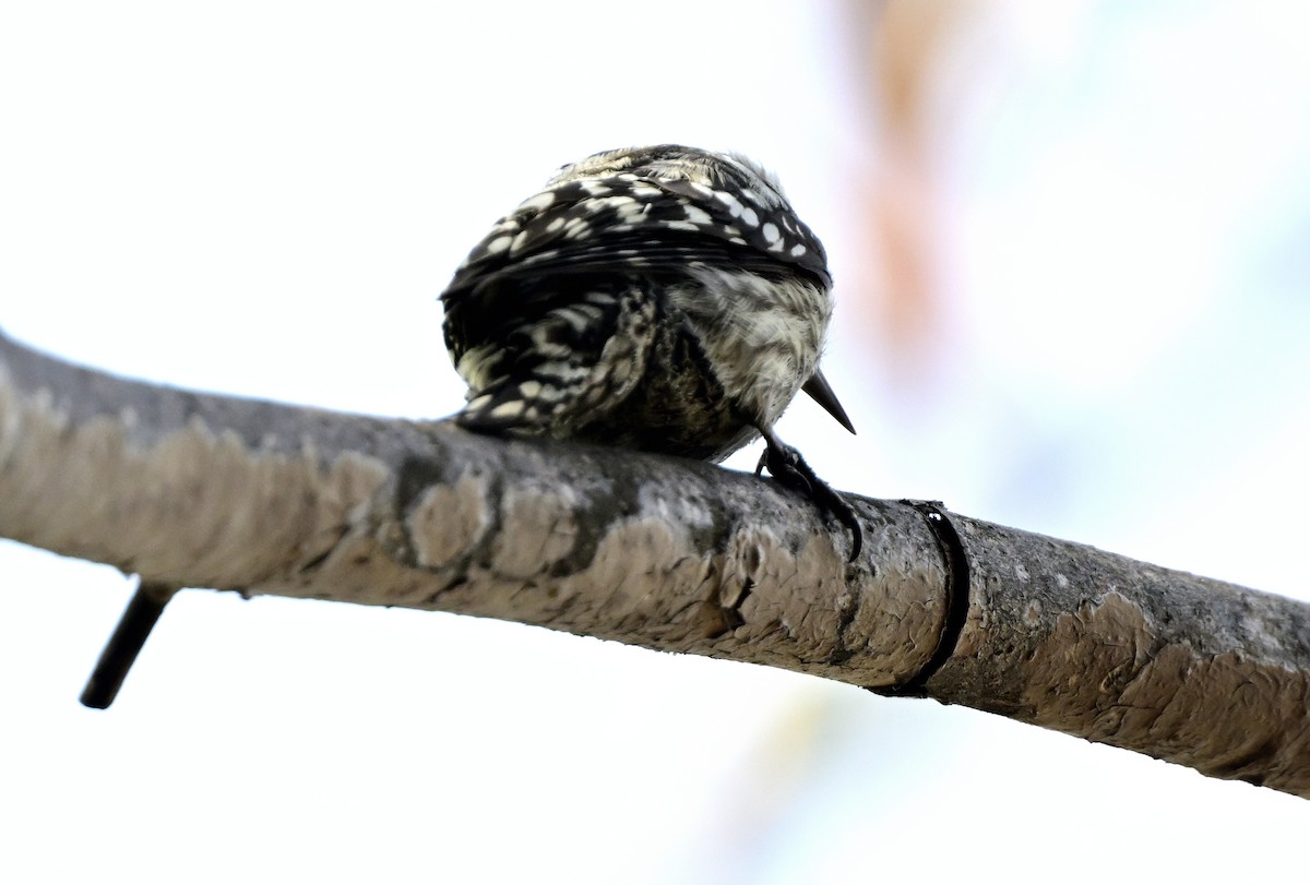 Brown-capped Pygmy Woodpecker - ML647277862