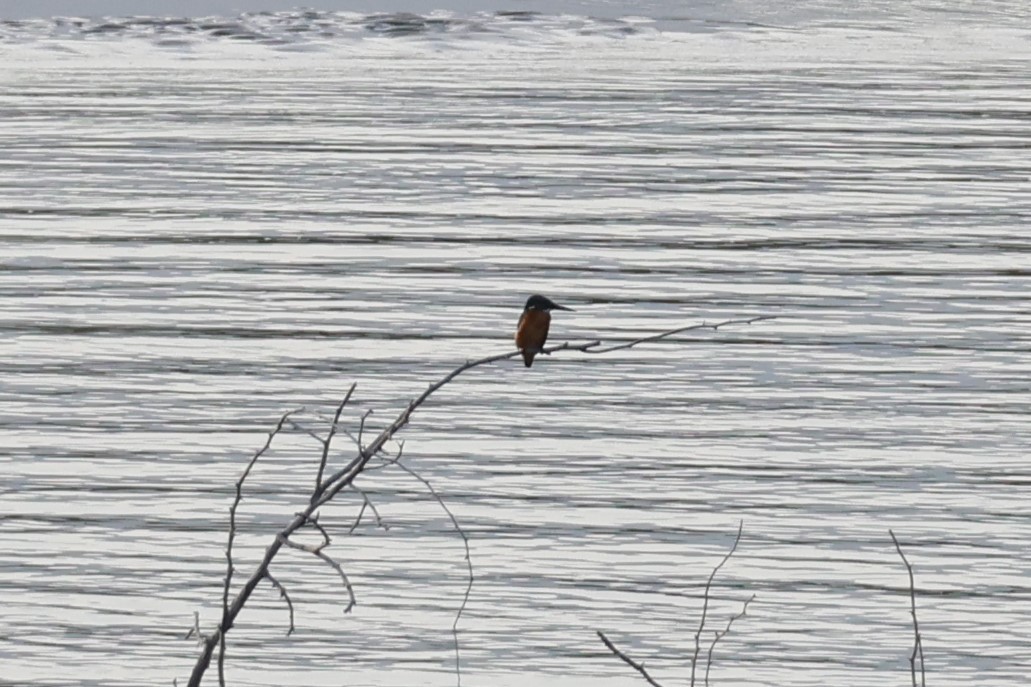 Common Kingfisher - ML647277867