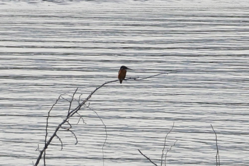 Common Kingfisher - ML647277868