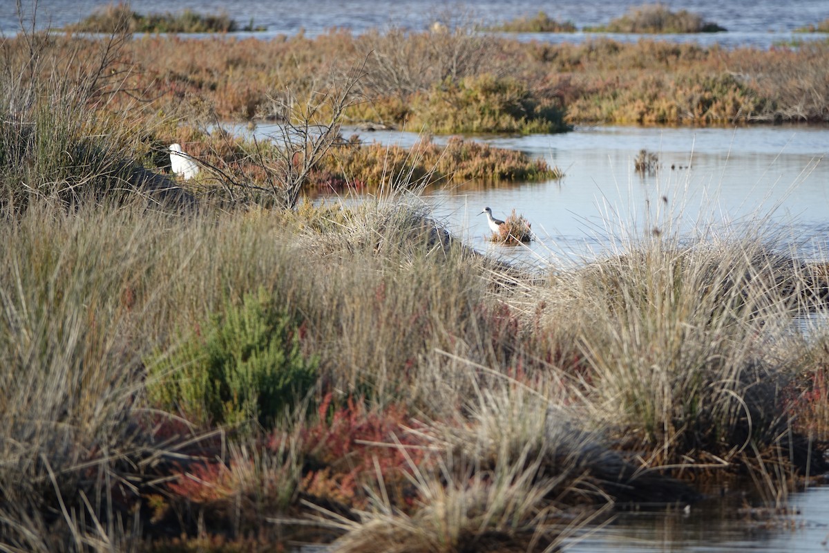 Black-winged Stilt - ML647277869