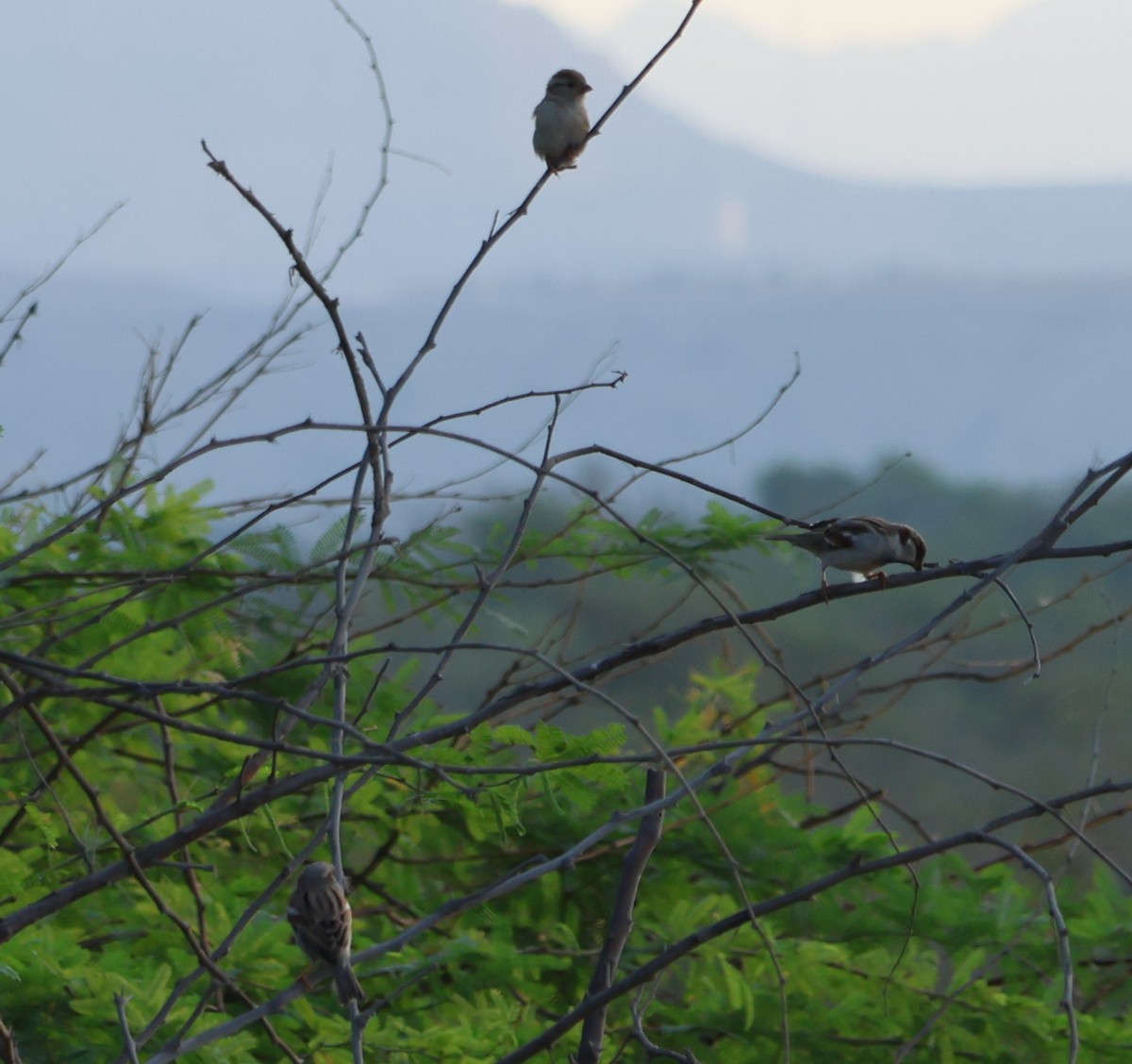 House Sparrow - ML647277870