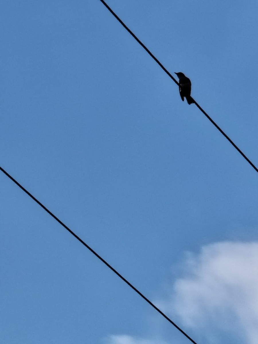 Oriental Magpie-Robin - ML647277871