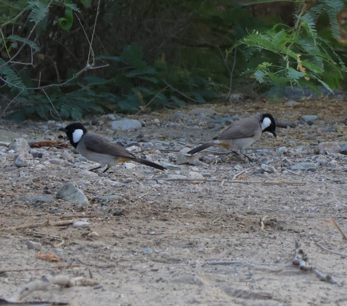 White-eared Bulbul - ML647277872