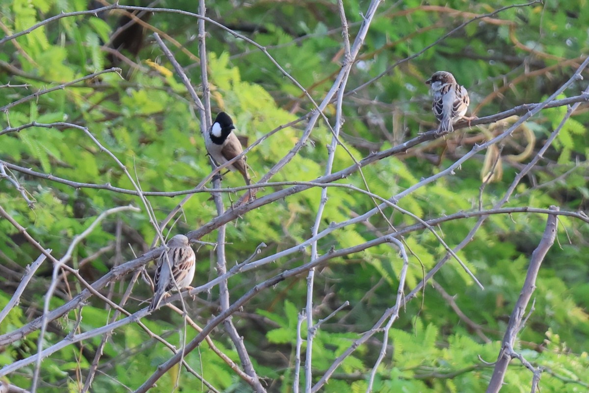 White-eared Bulbul - ML647277873