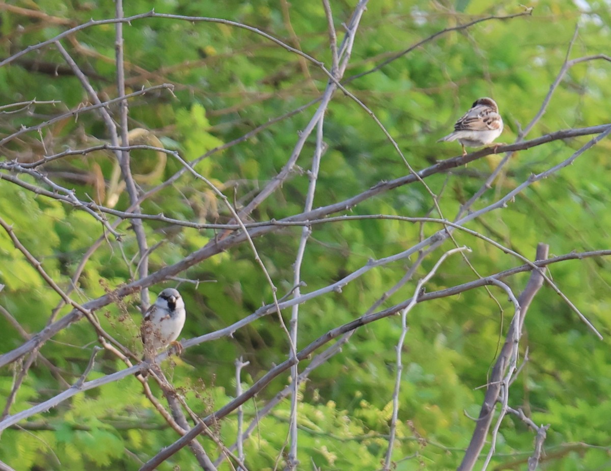 House Sparrow - ML647277874