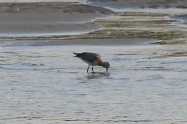 Black-tailed Godwit - ML647277875