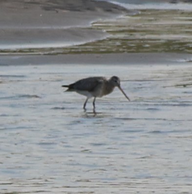 Black-tailed Godwit - ML647277876