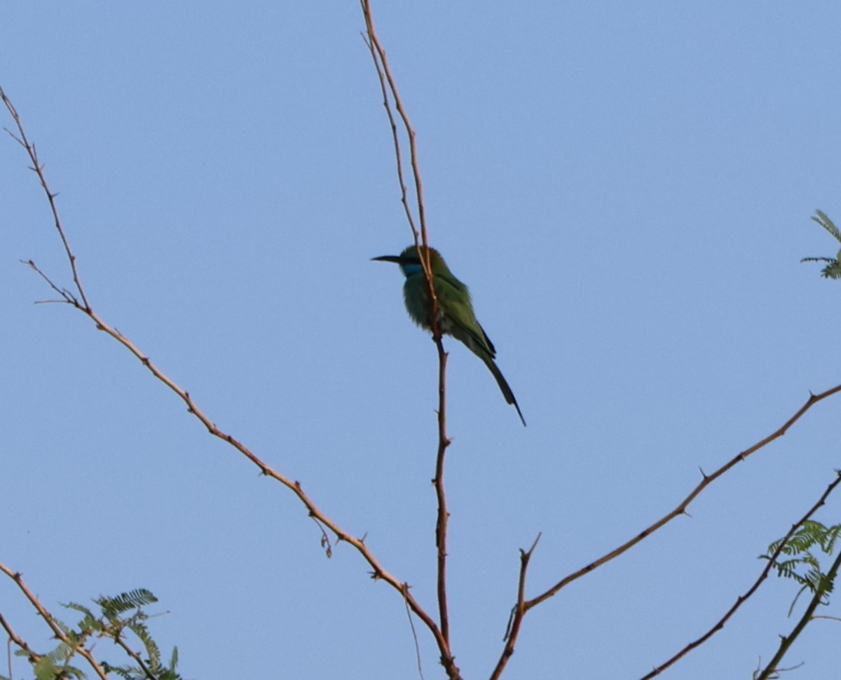 Erle-txori berde arabiarra - ML647277877