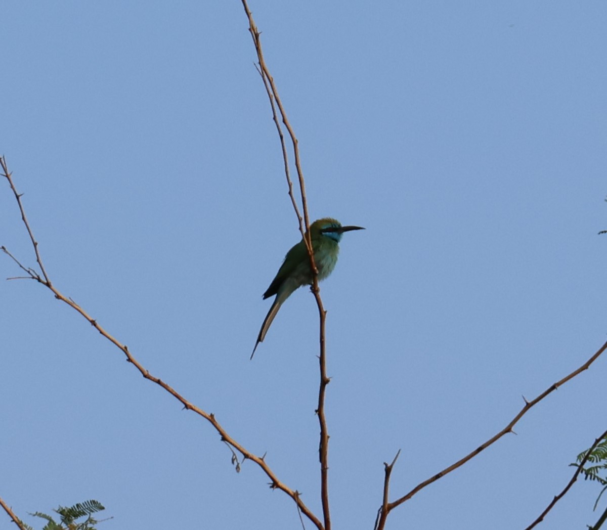 Erle-txori berde arabiarra - ML647277878